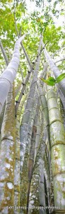 Bambus004
