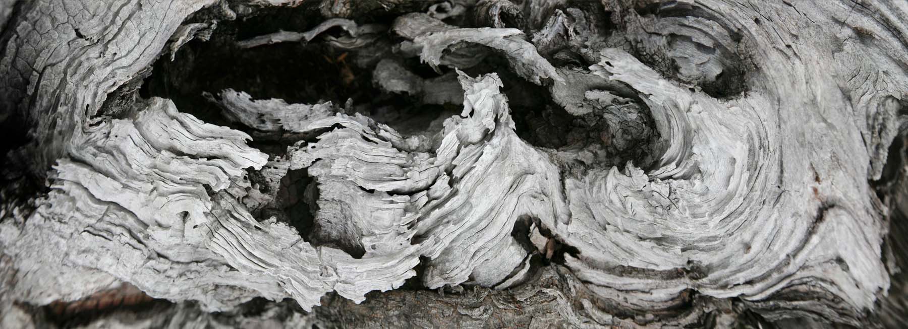HolzWelle, fotomediale Arbeit von Albert Gehret